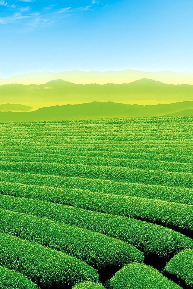 Красивое зеленое поле в холмистой местности