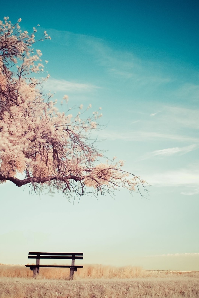 Скамья среди поля под цветущим деревом