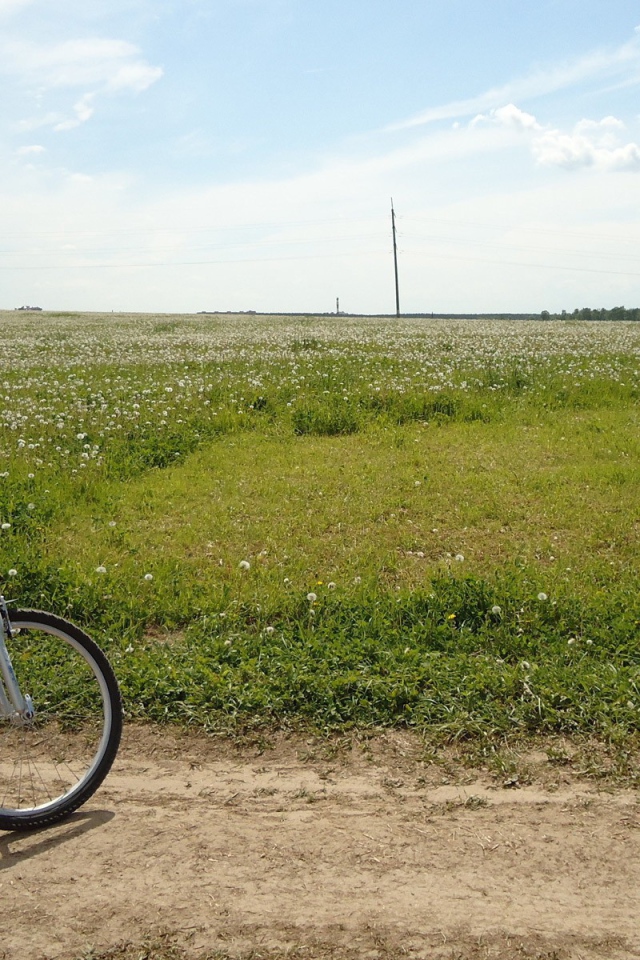 Велосипед на краю цветущего поля