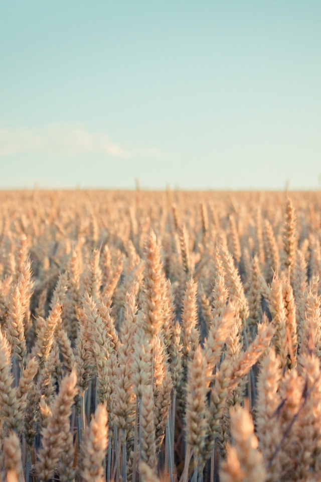 Бескрайнее поле созревшей пшеницы