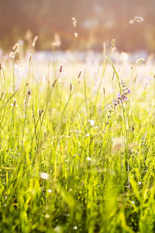 Ярко зеленая трава под солнцем