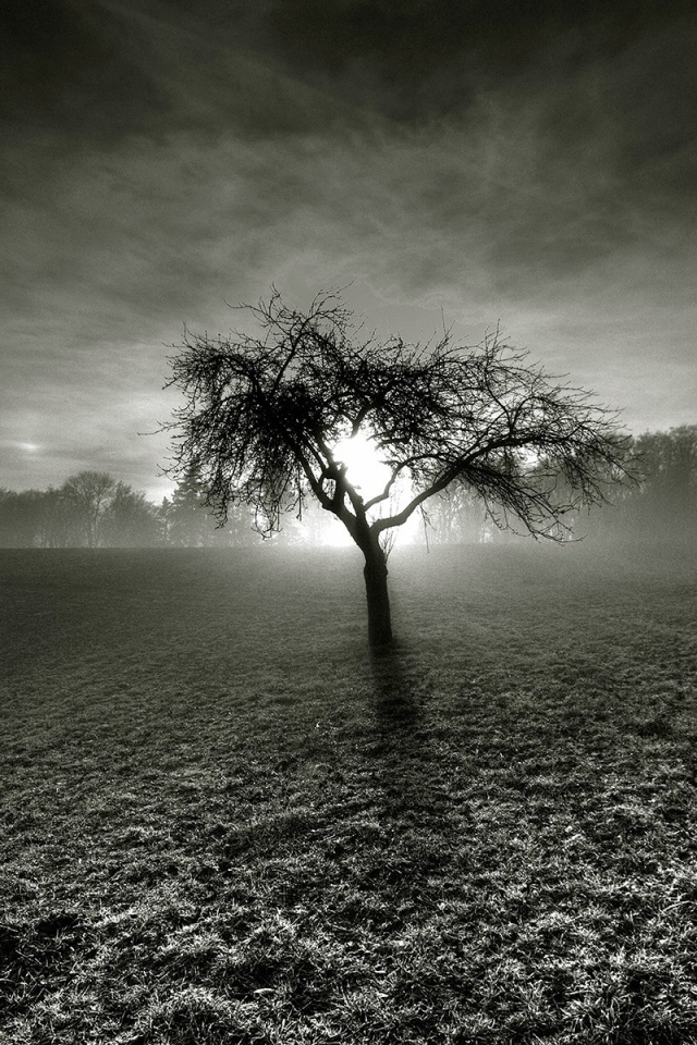 Мертвое дерево посреди серого поля