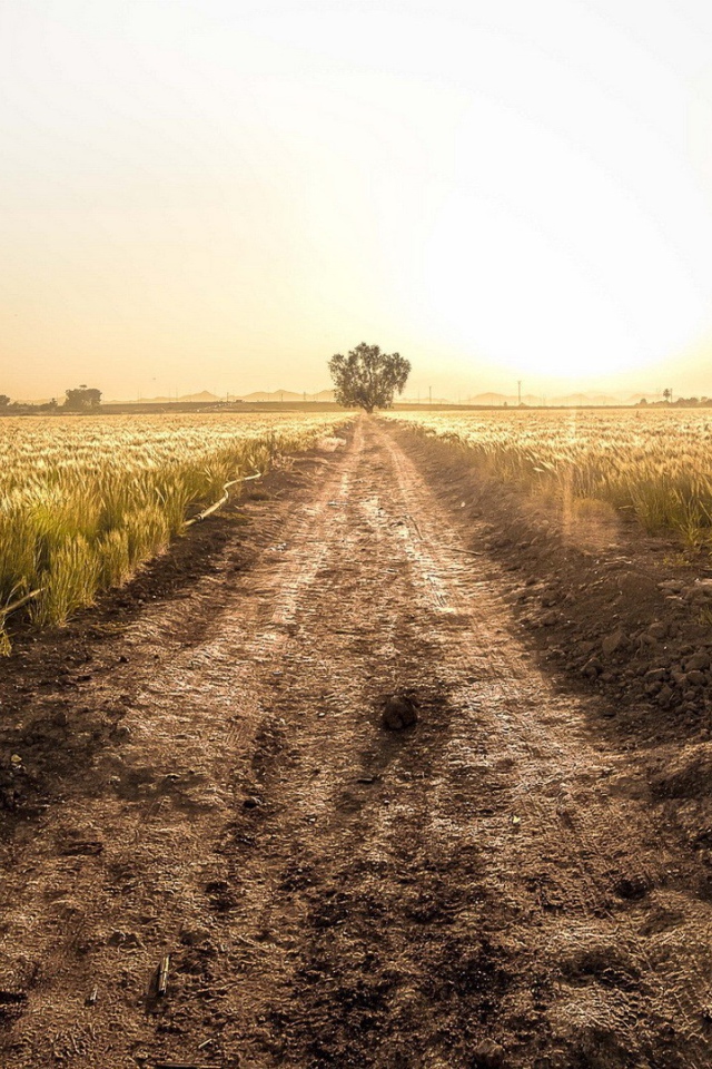 Грунтовая дорога среди фермерского поля