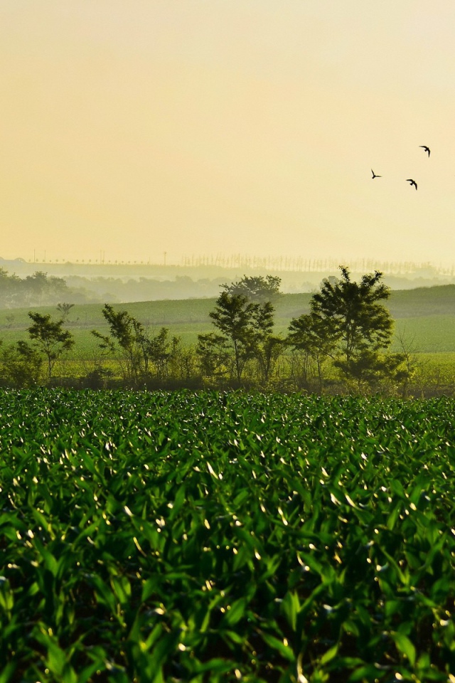 Поле молодых ростков чая