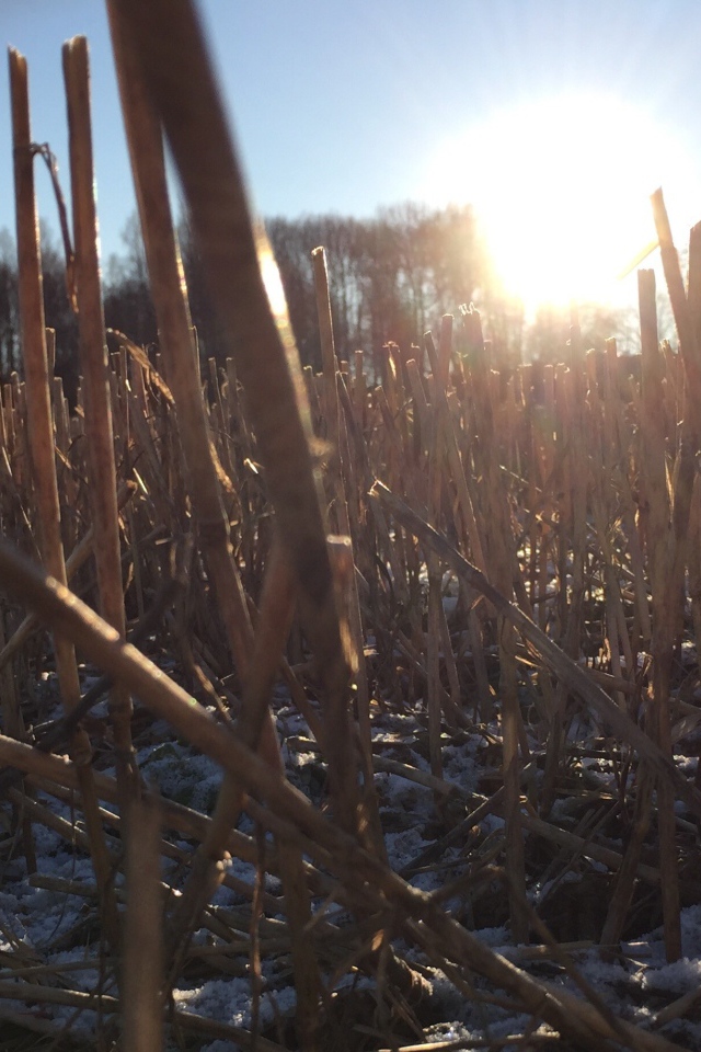 Первый снег на убранном поле