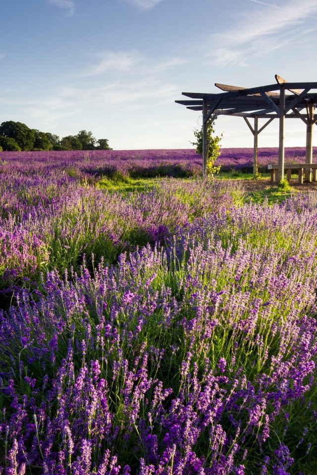 Беседка на поле лаванды