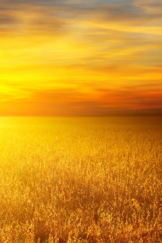 Золотое поле злаков