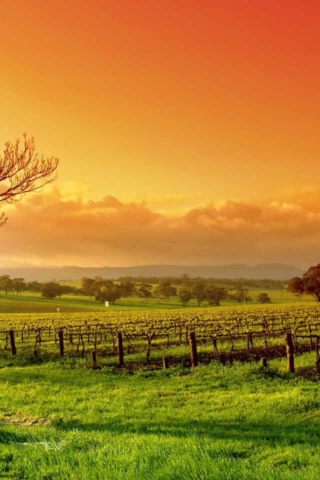 Виноградное поле весной