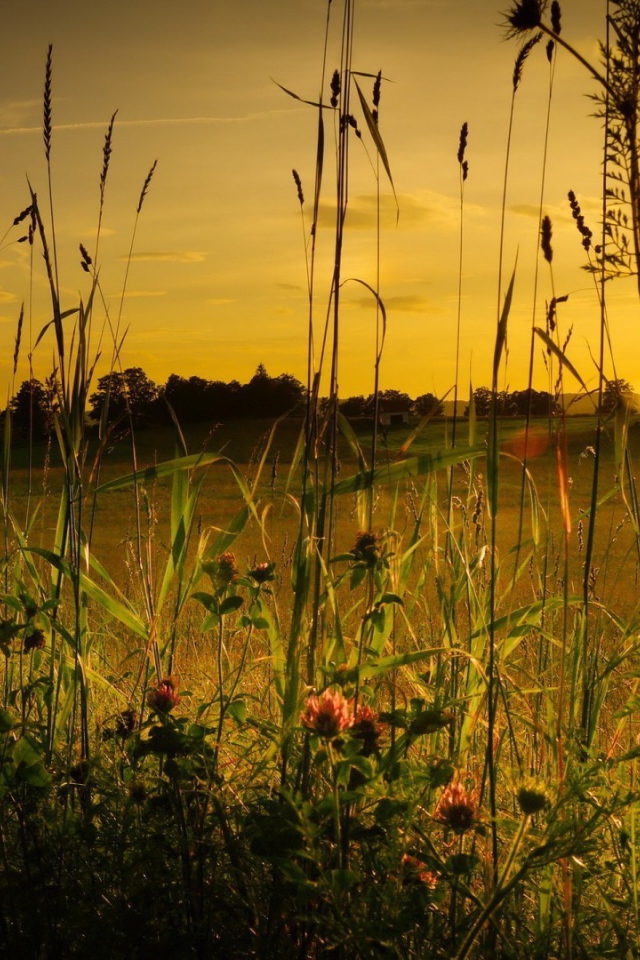 Полевая трава на фоне заката