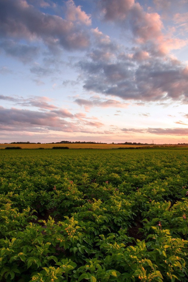 Зеленое сельское поле