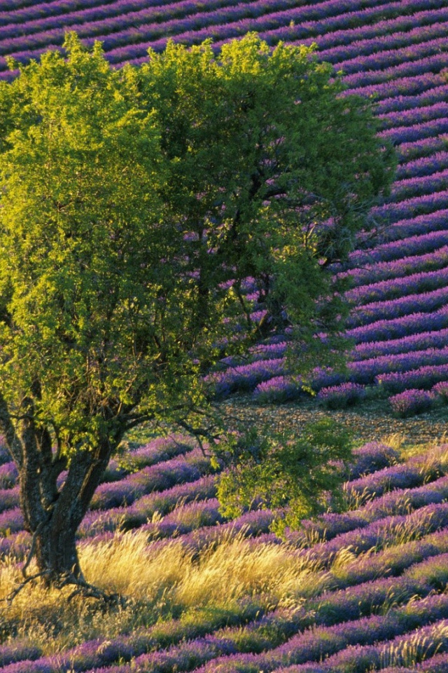 Зеленое дерево среди поля с лавандой