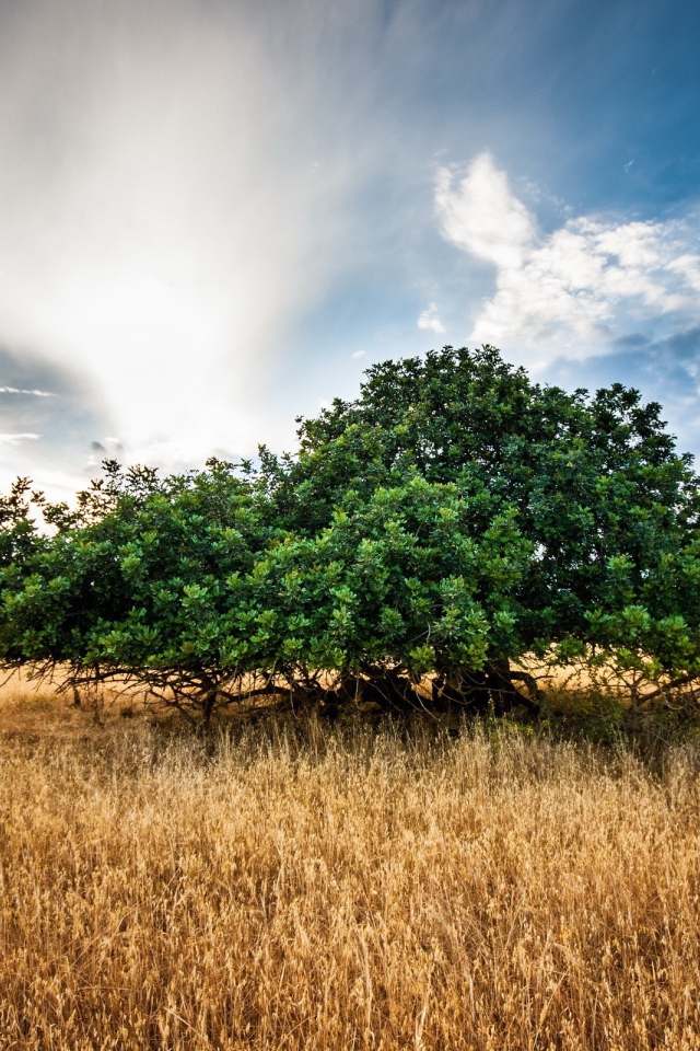 Зеленое дерево среди поля, фото HDR
