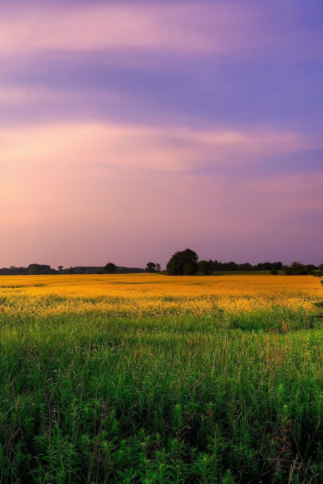 Сиреневое небо над желтым полем