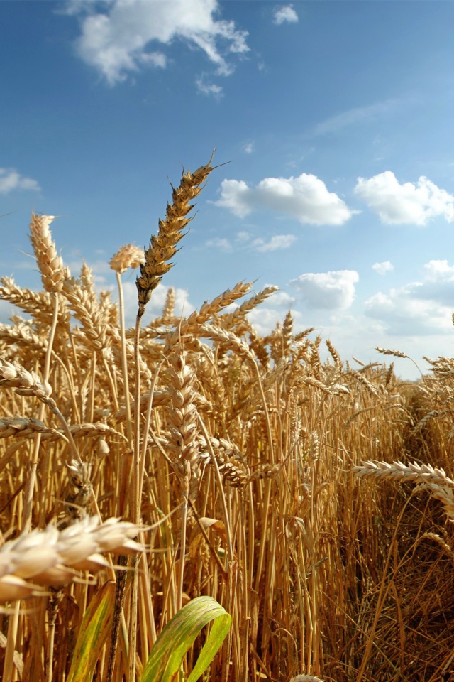 Зрелая пшеница под августовским небом