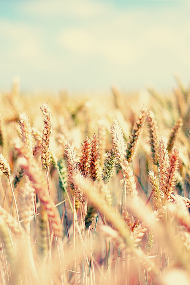 Созревающие злаковые культуры