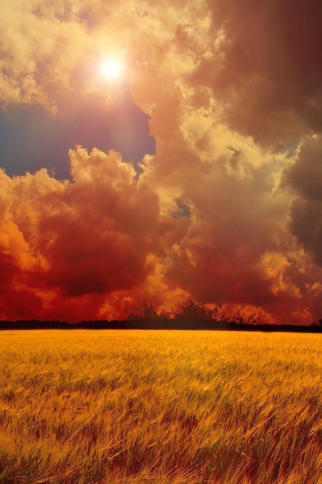 Оранжевое небо над полем пшеницы