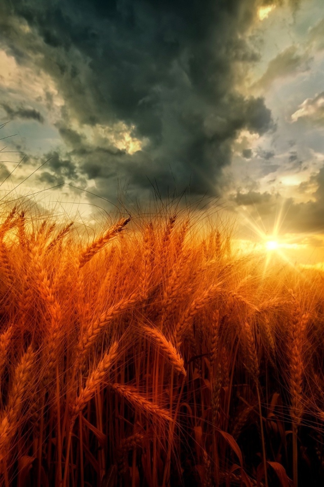 Поле оранжевой пшеницы