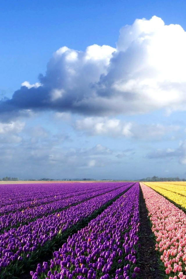 Фиолетовые, желтые и розовые тюльпаны на поле