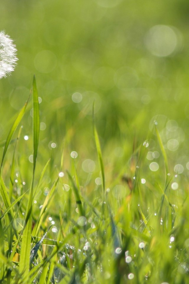 Созревший одуванчик среди зеленой травы