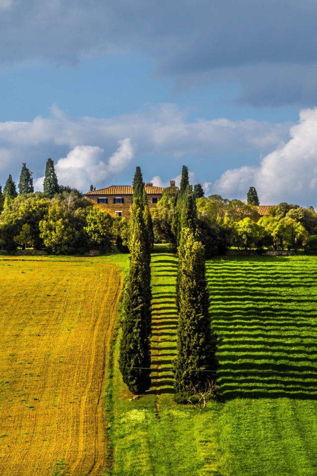 Ряды тополей между полями