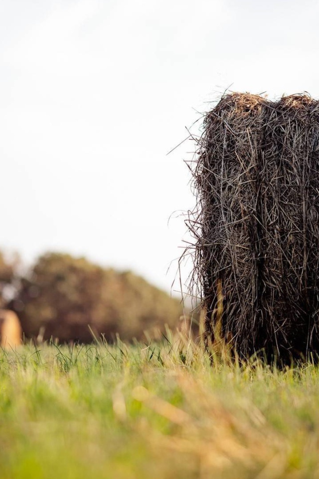 Моток сухого сена в поле