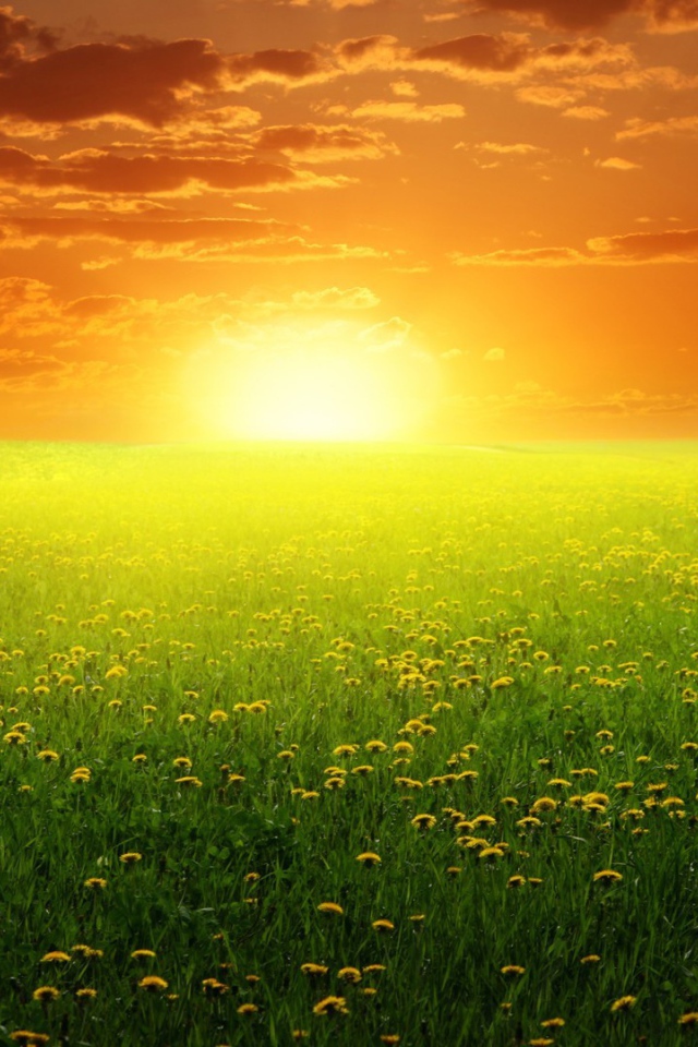 Восход солнца над полем одуванчиков