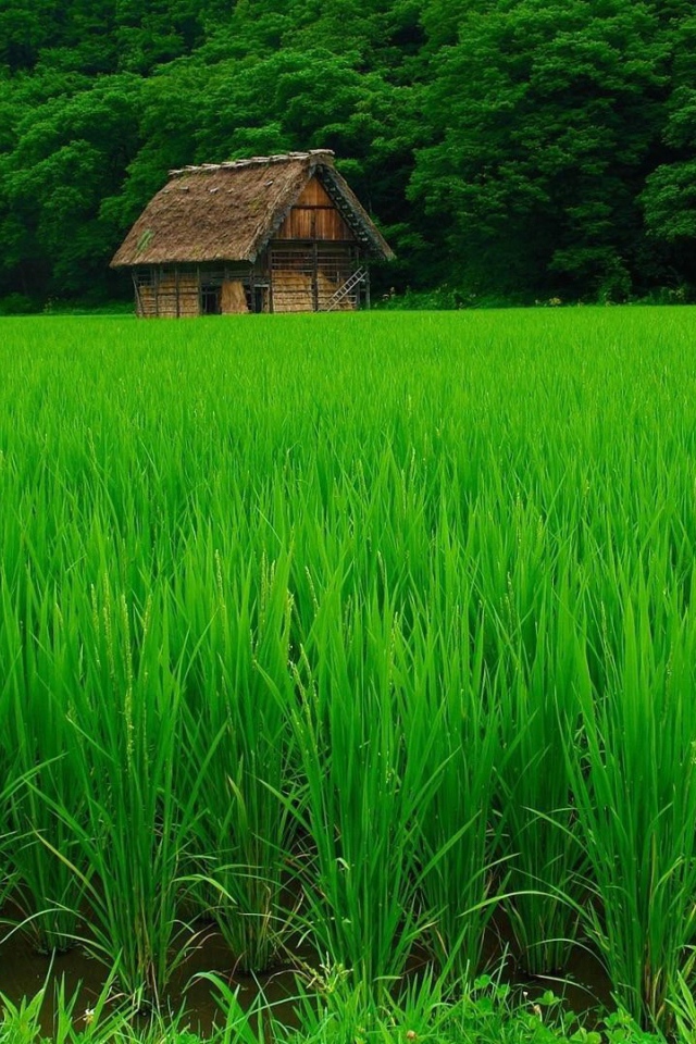 Нежная зелень рисовых полей