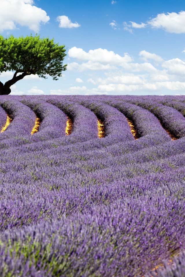 Дерево на поле лаванды