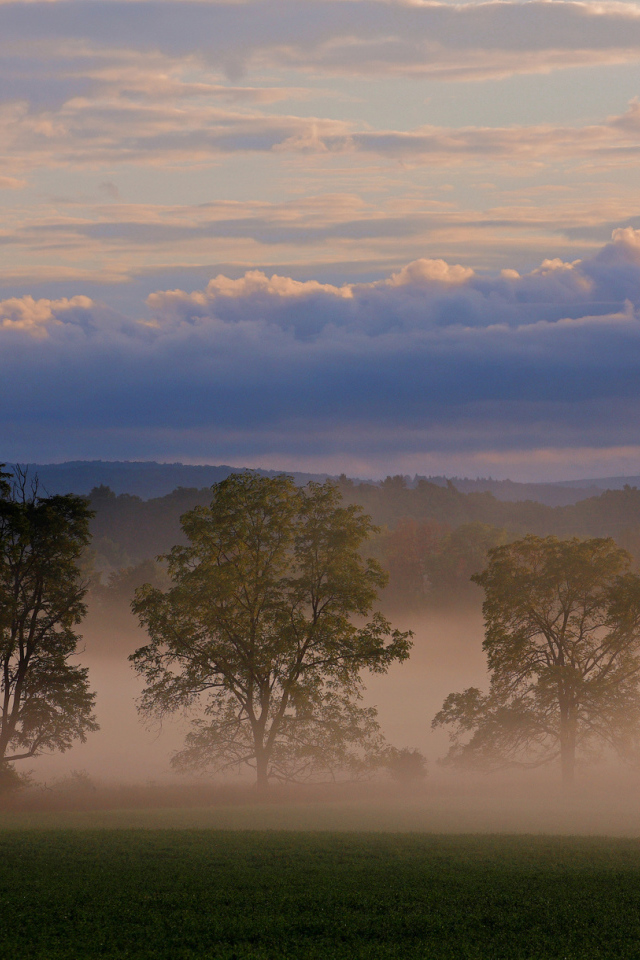 Три дерева в тумане