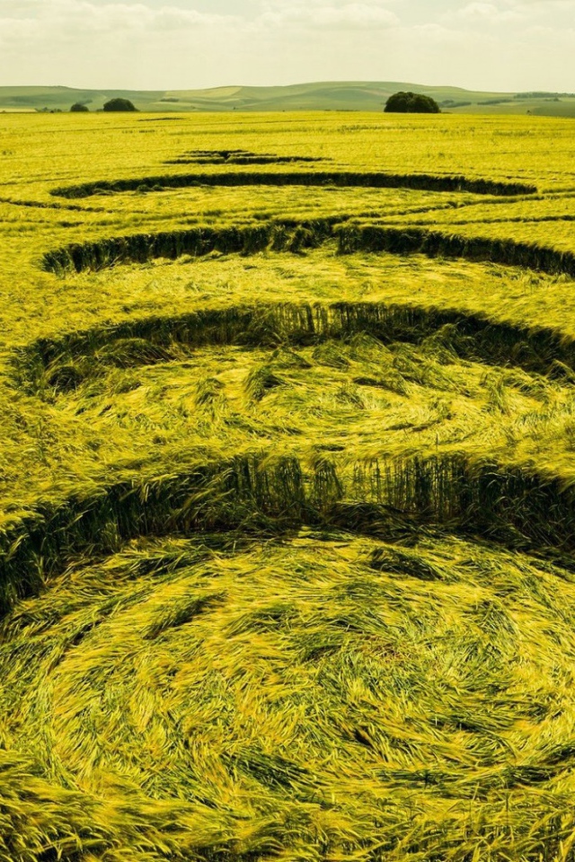 Следы посадки НЛО на пшеничном поле