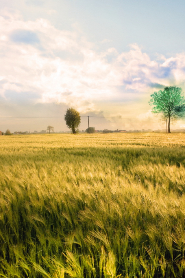 Белые облака над полем