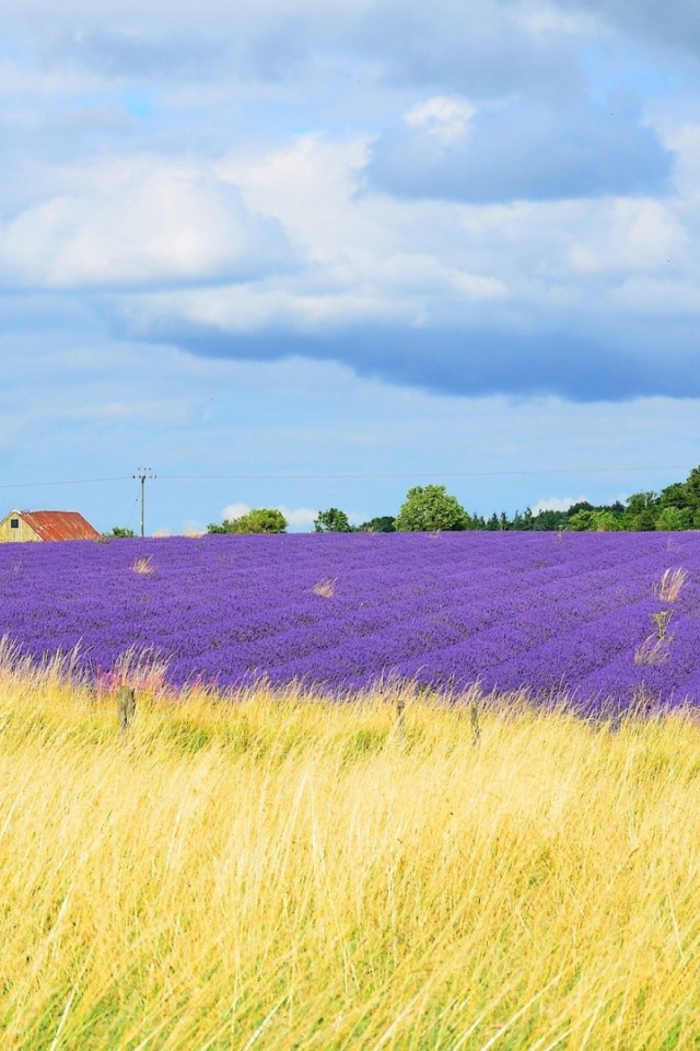 Желтое поле переходит в цветы лаванды