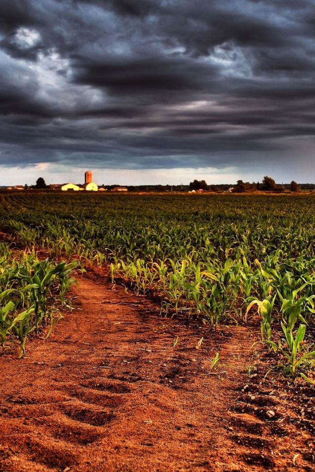 Молодая кукуруза на фермерском поле