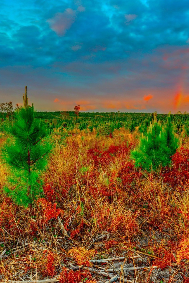 Молодые ели в поле