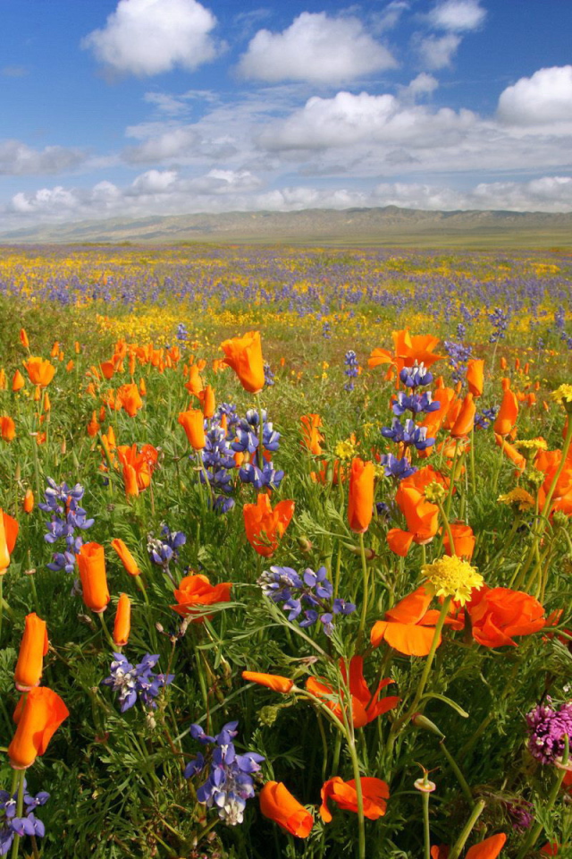 Поле красных и синих цветов
