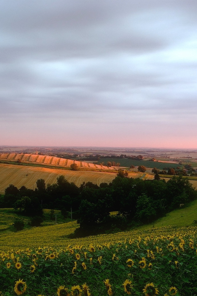 Поле подсолнечника на холмах