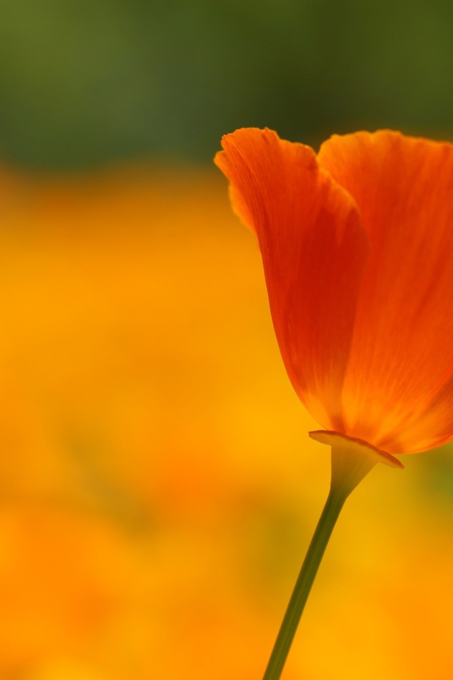 Одинокий красный цветок