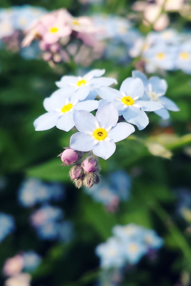 Красивые цветы незабудки