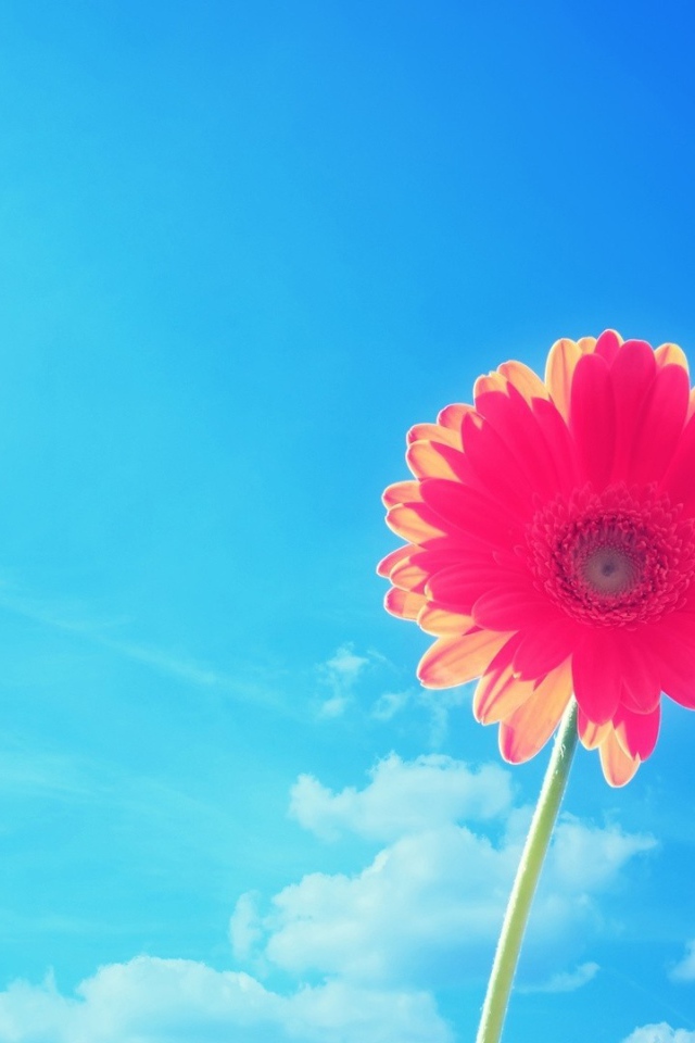 Красивый розовый цветок ромашки на фоне голубого неба