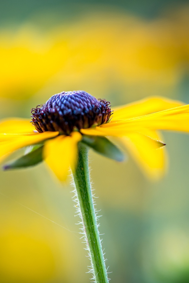 Черная сердцевина желтой ромашки