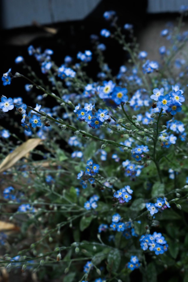 Голубые цветы растения незабудка