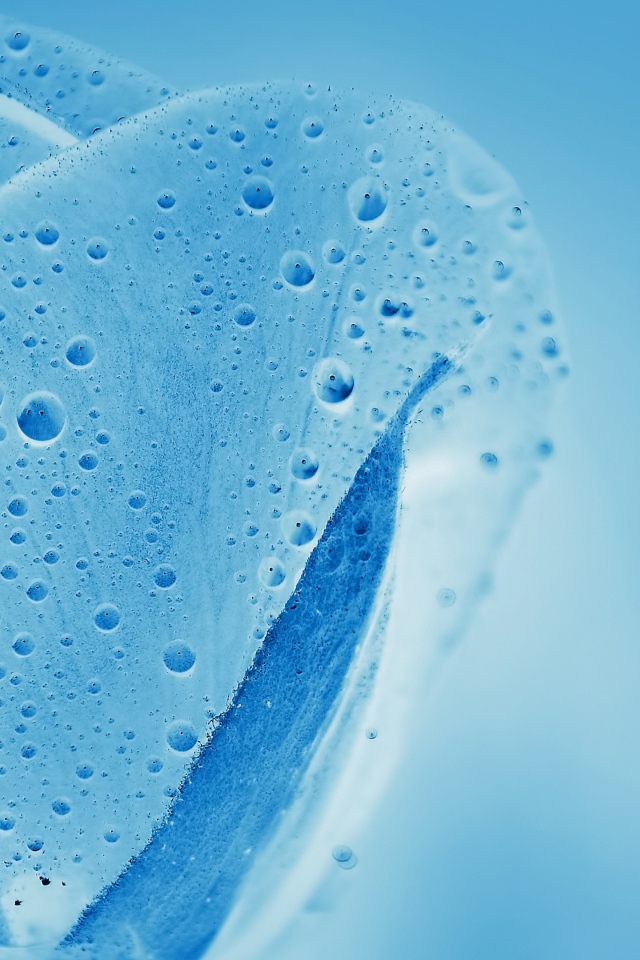 Голубой прозрачный тюльпан