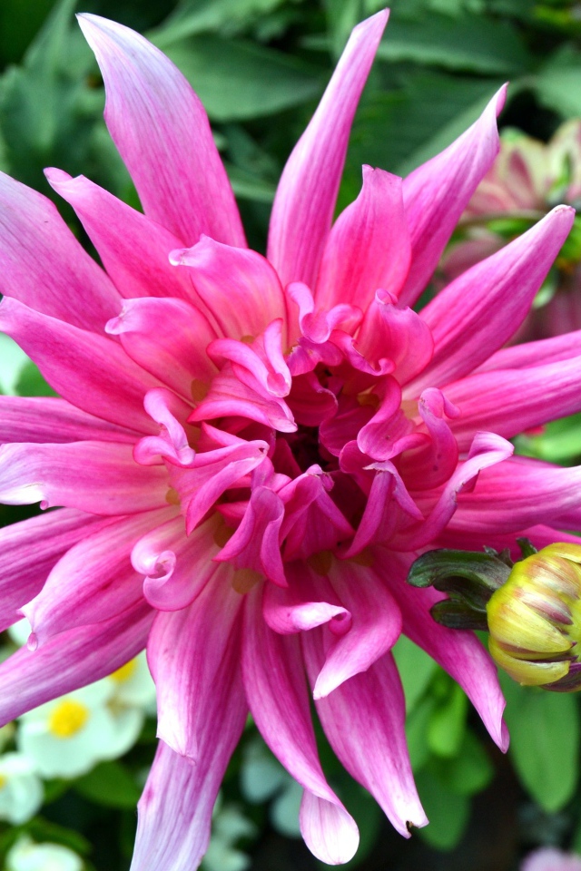 Яркий розовый экзотический цветок