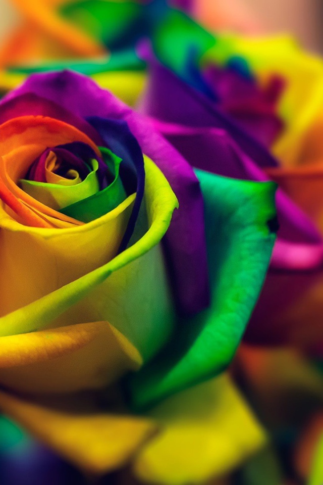 Яркая роза с лепестками разного цвета