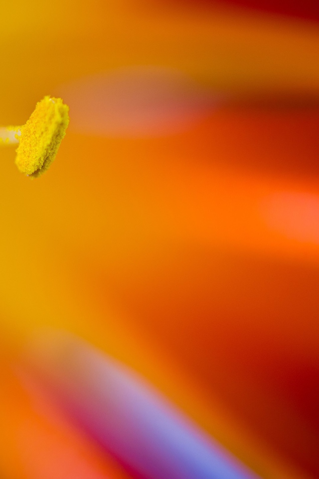 Желтый пестик яркого цветка