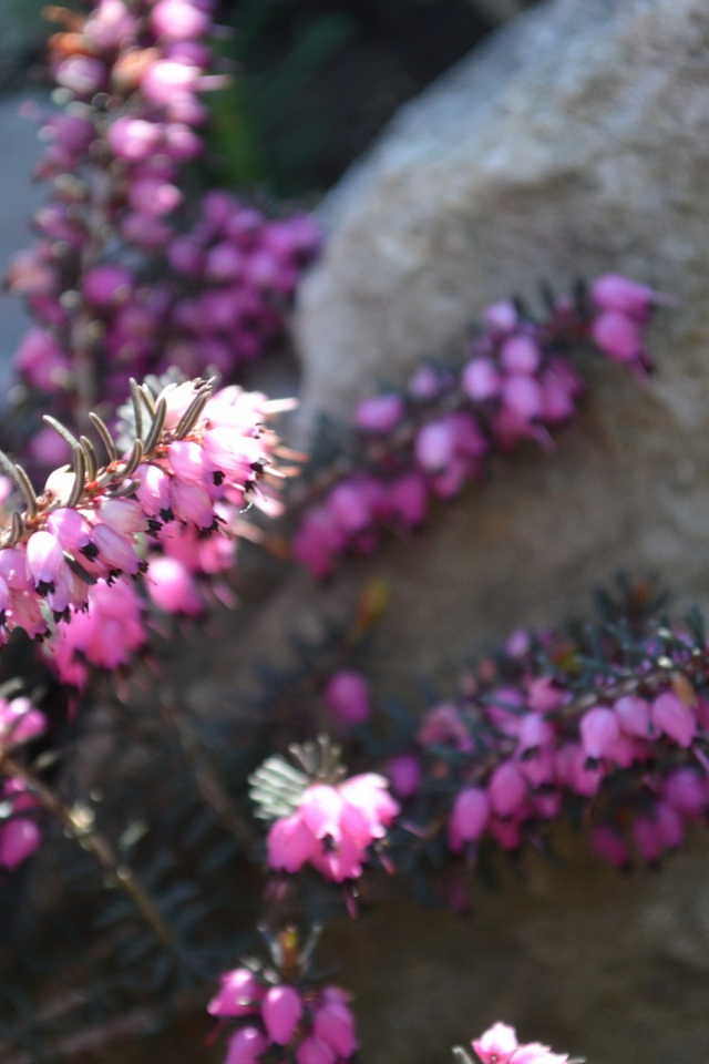 Кисти розовых цветов у камня