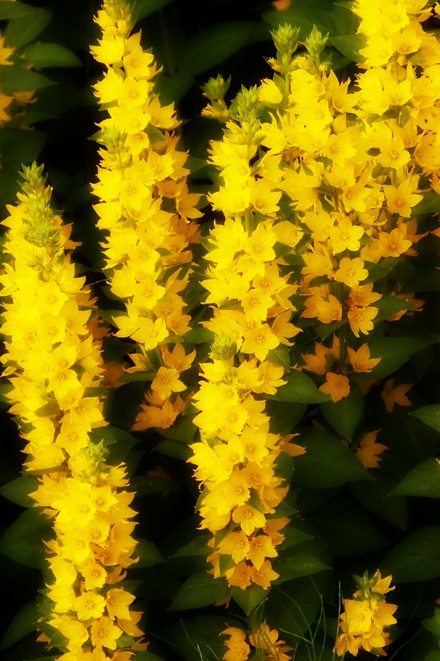 Кисти маленьких желтых цветов