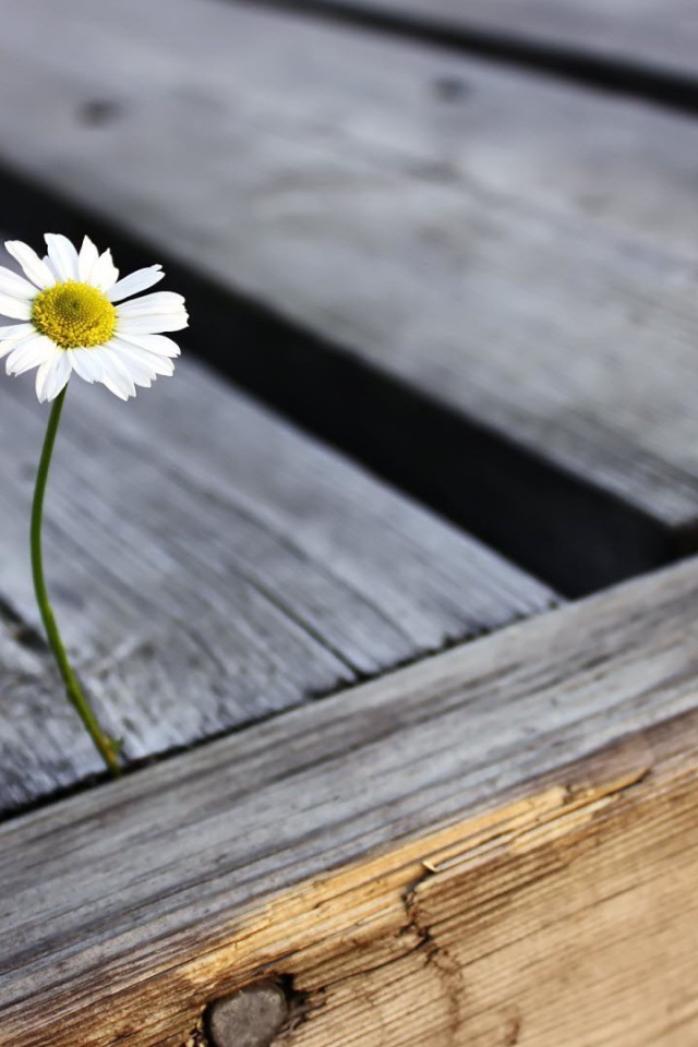 Ромашка проросла между досок