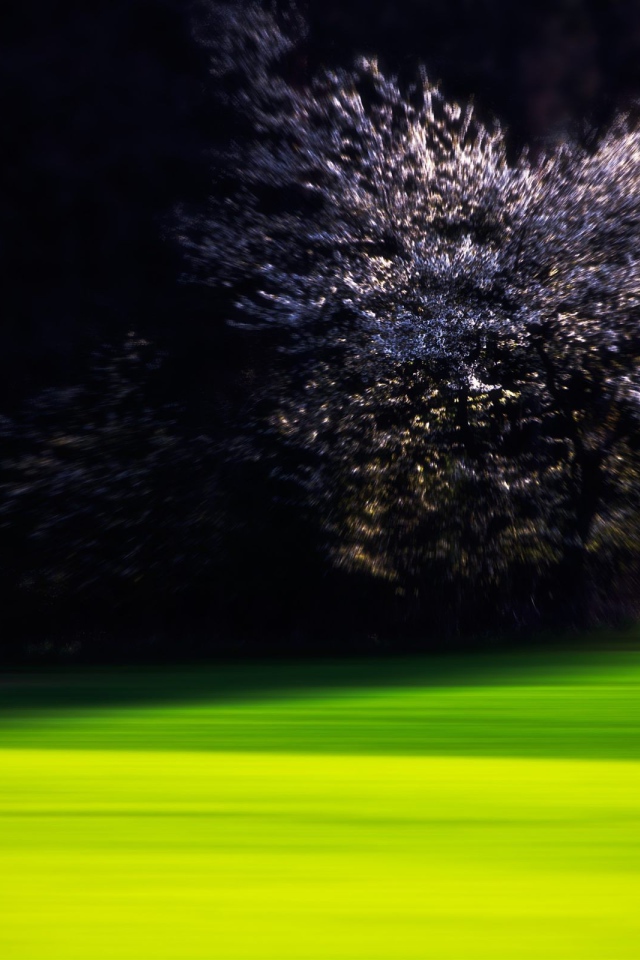 Цветущая вишня на краю зеленого газона