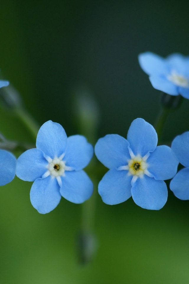 Круг из цветов незабудки